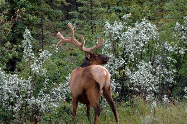 Elk